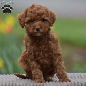 Tonya, Toy Poodle Puppy